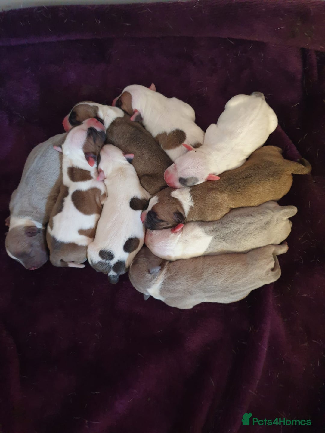 Staffordshire Bull Terrier dogs for sale: Kc Staffordshire bull terrier puppies  - Image 1