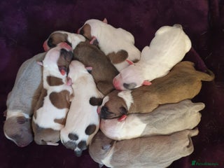 Staffordshire Bull Terrier dogs - Advert 4