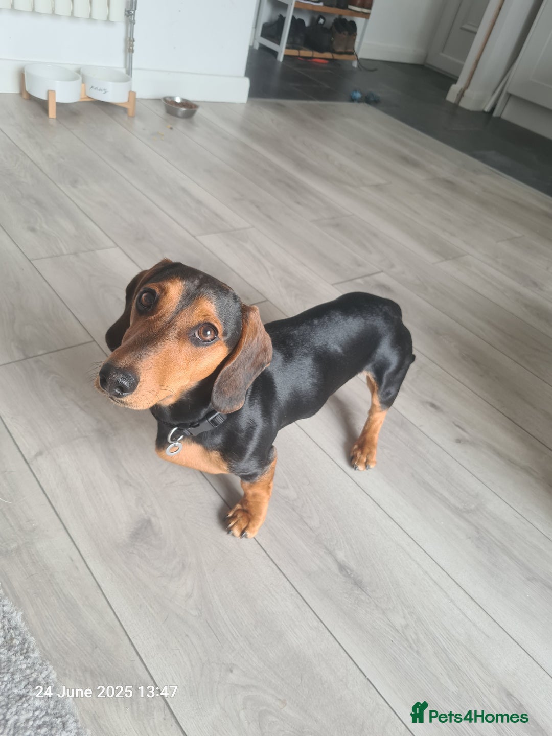 Miniature Dachshund dogs for stud: Miniature Dachshund  - Image 5