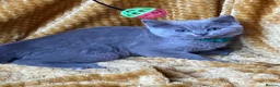 Mixed Breed cats for sale: 🏆GCCF Elizabeth (Ragdoll) x Toras (BSH) kittens🐾 - Advert 28