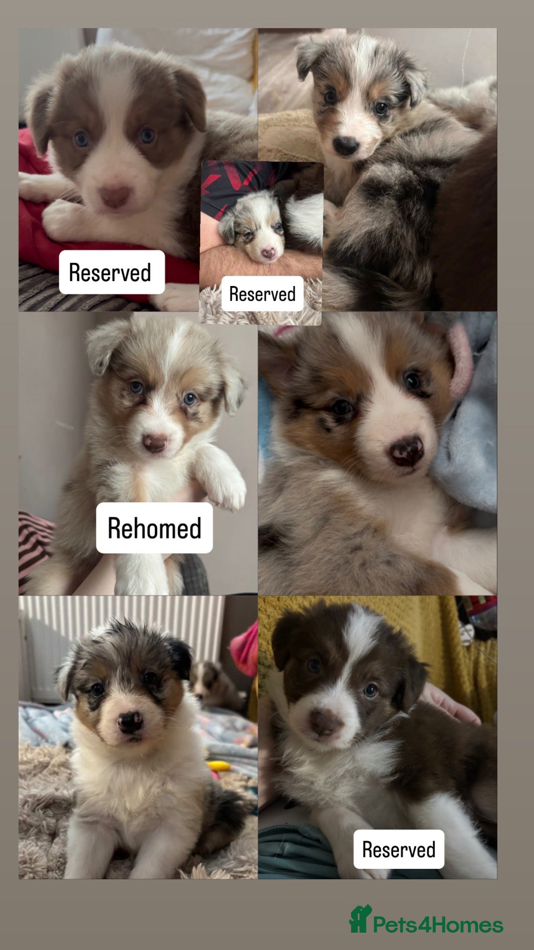 Border Collie dogs Beautiful litter of 7 Border Collies  - Advert 19