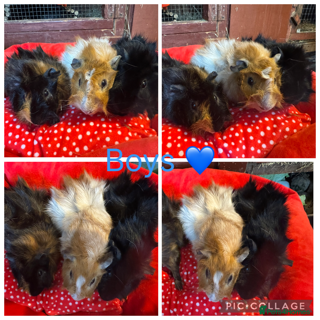 Guinea Pig rodents for sale: Mixture of Girl & Boy piggy’s looking for new laps - Advert 19