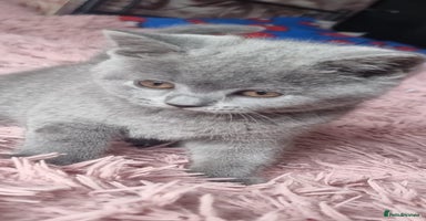 British Shorthair cats - Advert 4