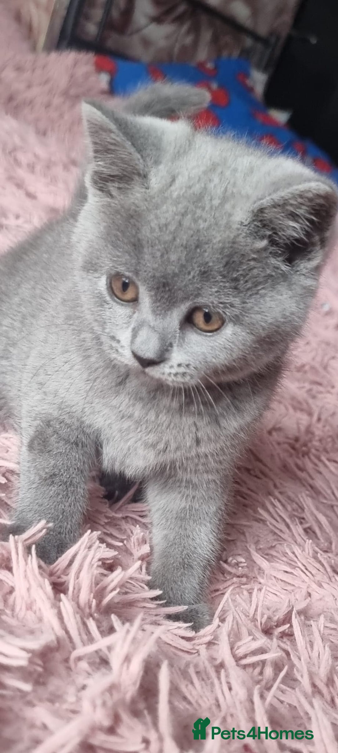 British Shorthair cats for sale: 3 beautiful bsh female kittens available  - Image 2