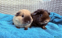 Guinea Pig rodents for sale: Pair of Guinea pig sows - Image 4