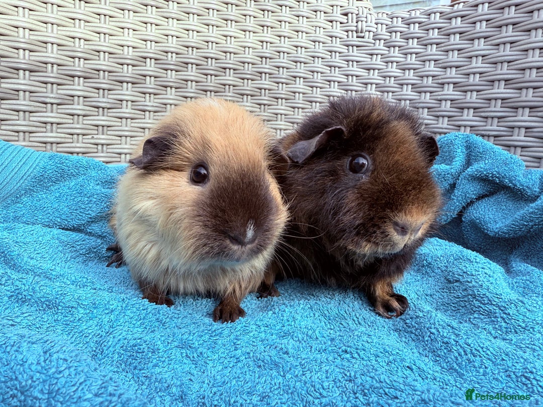 Guinea Pig rodents for sale: Pair of Guinea pig sows - Image 4