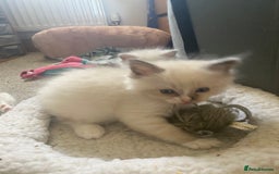Ragdoll cats for sale: Gorgeous Bicolour Ragdoll kittens - Image 8