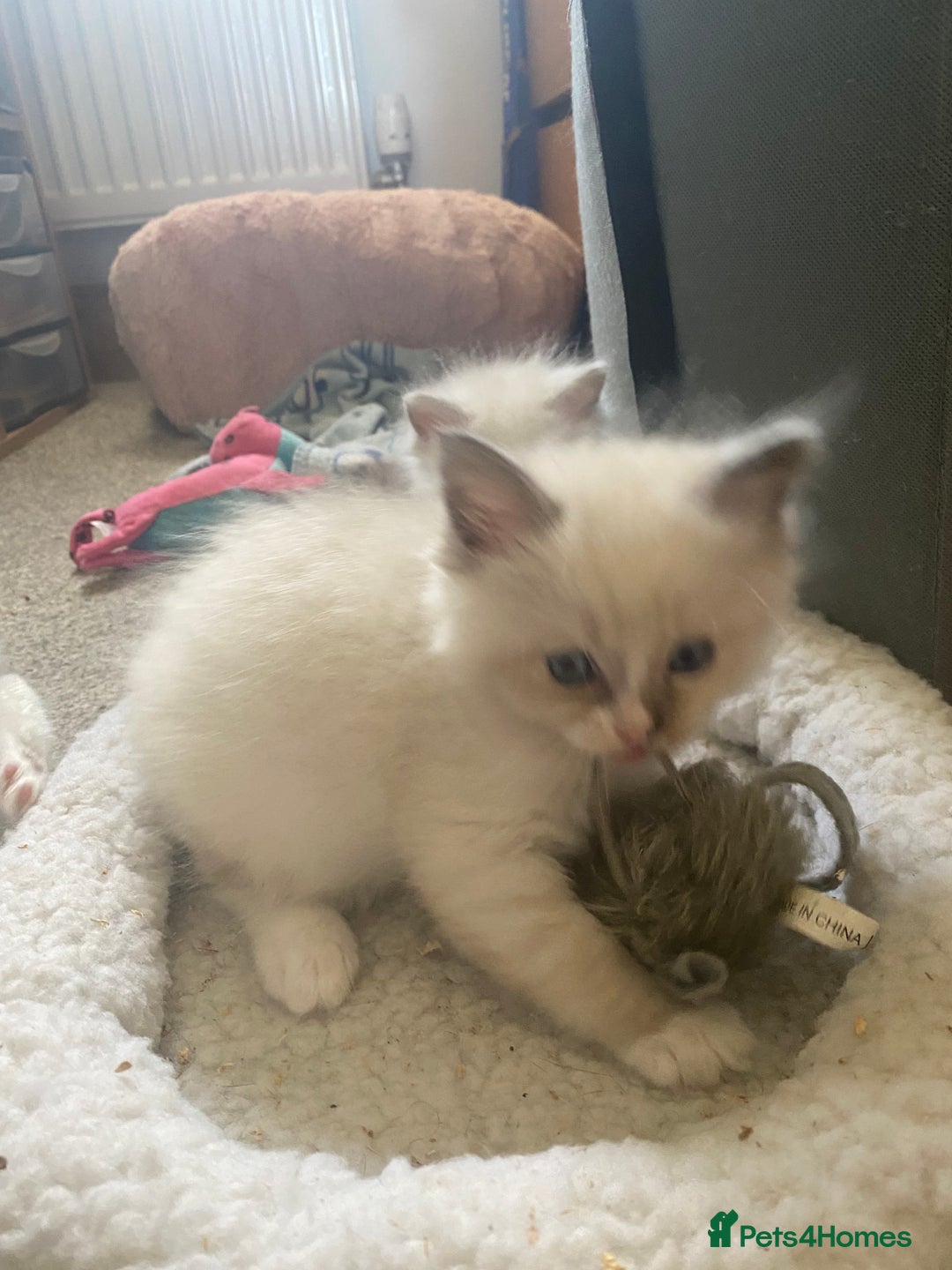 Ragdoll cats for sale: Gorgeous Bicolour Ragdoll kittens - Image 8