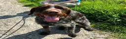 German Wirehaired Pointer dogs for adoption: Lalo  in Northampton - Advert 1