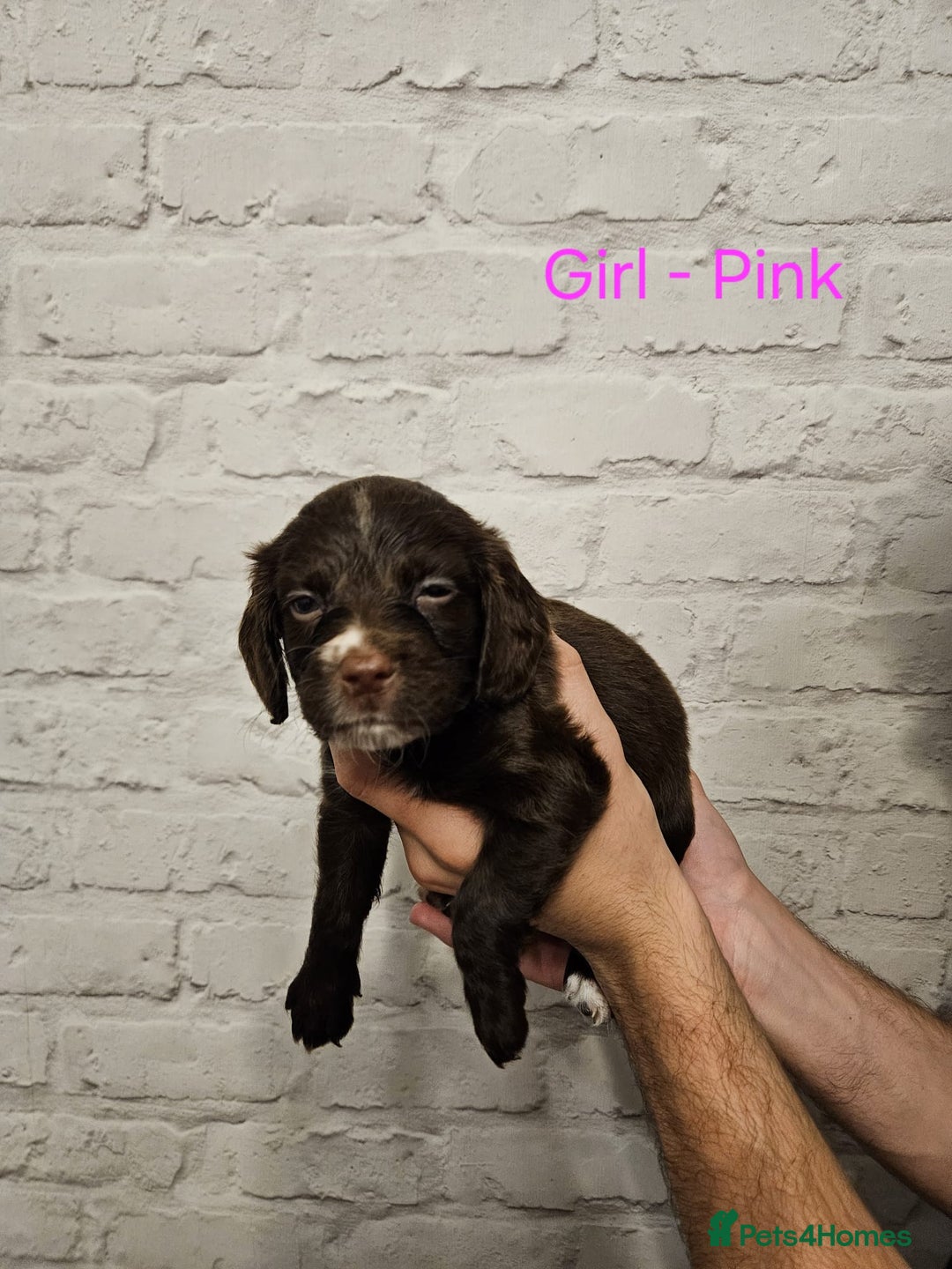 Cocker Spaniel dogs for sale: Cocker spaniels - Image 15