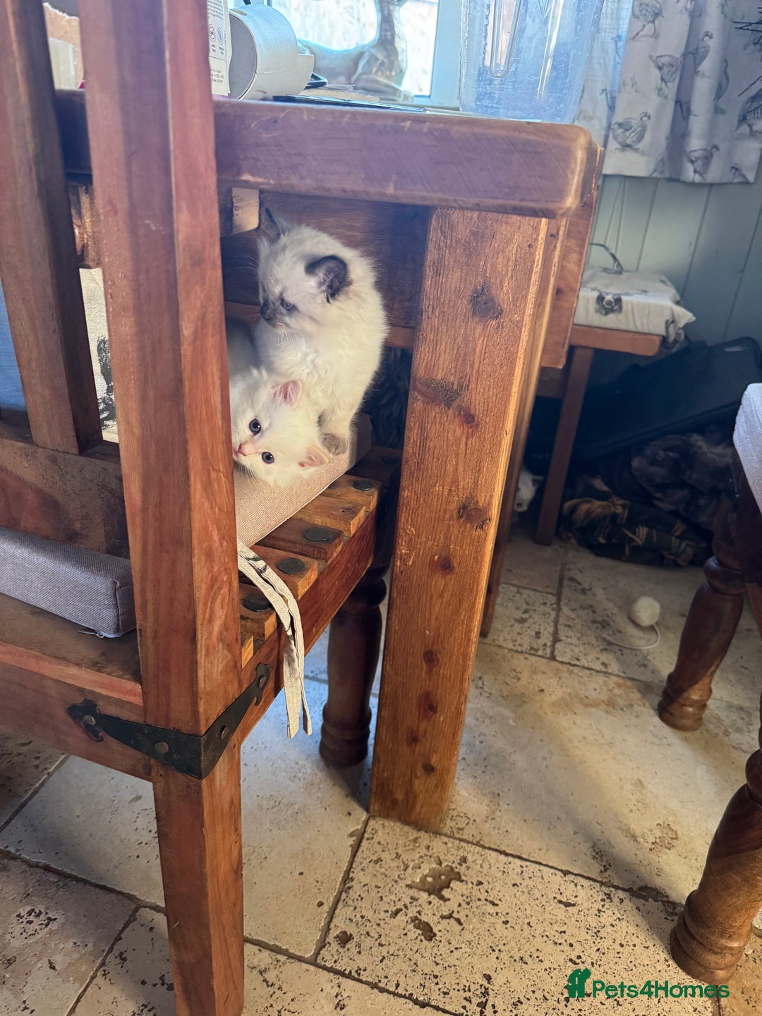 Ragdoll cats for sale: DNA tested Ragdolls - Advert 15