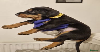 Dobermann dogs - Advert 6