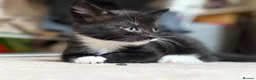 Mixed Breed cats for sale: Adorable black & white boy kittens - ready in 2wks - Advert 32