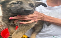 German Shepherd dogs for sale: German Shepard puppies  - Image 15