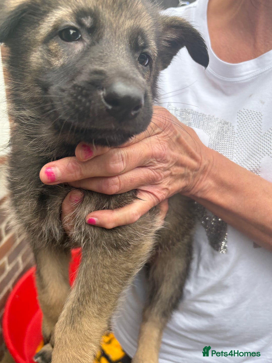 German Shepherd dogs for sale: German Shepard puppies  - Image 15