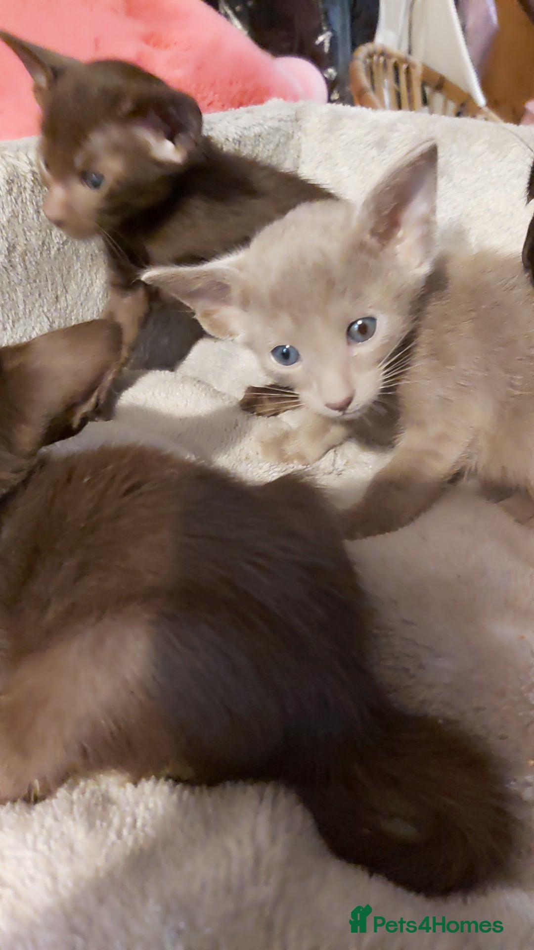 Oriental cats for sale: Full Pedigree Oriental 3 Kittens XL size ears GCCF - Image 25