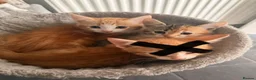 Mixed Breed cats for sale: Mixed breed kittens.  - Advert 2