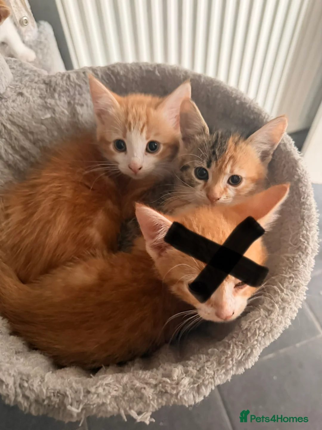 Mixed Breed cats for sale: Mixed breed kittens.  - Advert 2