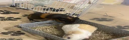 Guinea Pig rodents for sale: 2 lovely boys  in Oxford - Advert 5