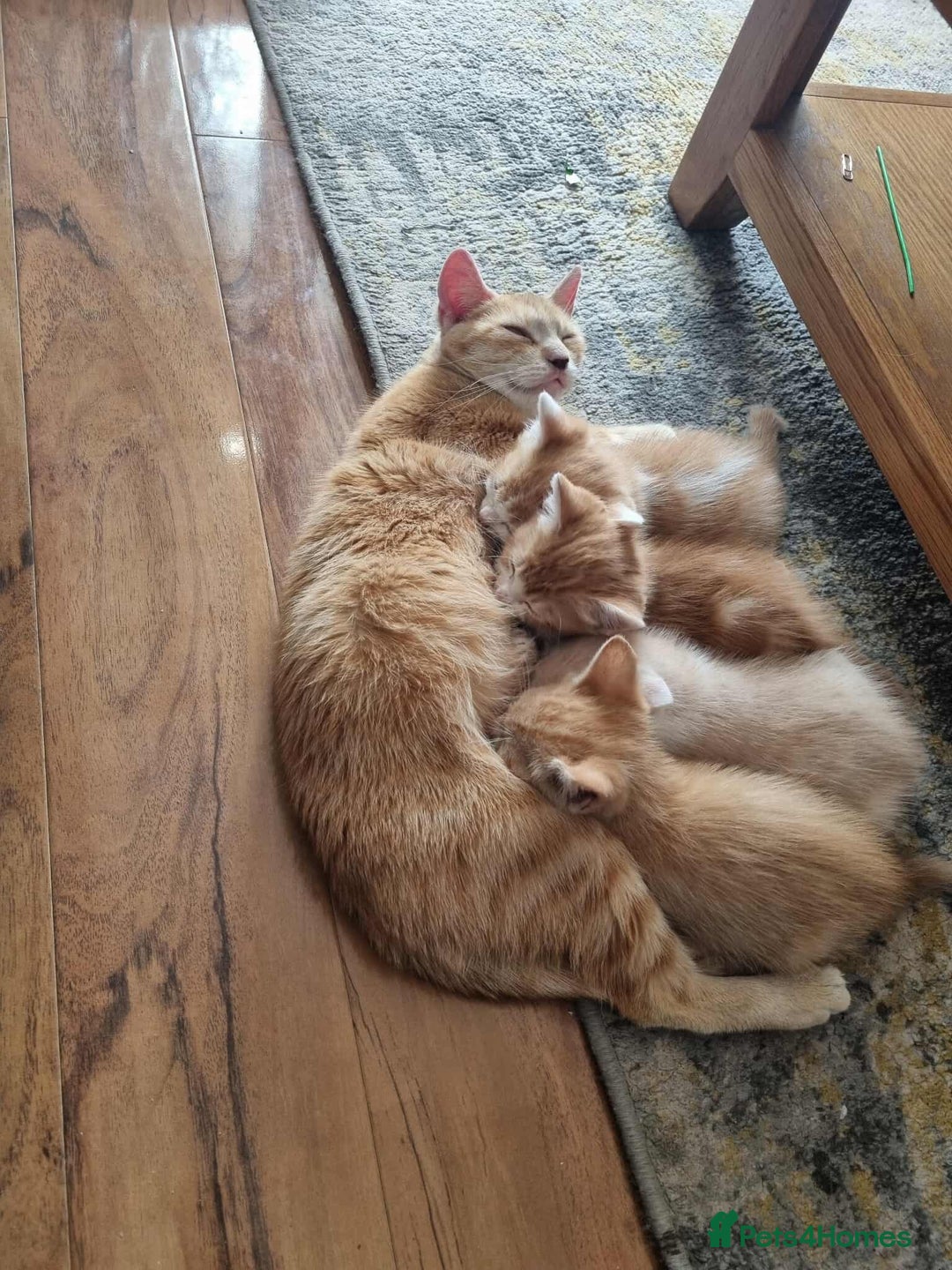 Domestic Shorthair cats for sale: Ginger and cream domestic shorthair kittens - Image 5