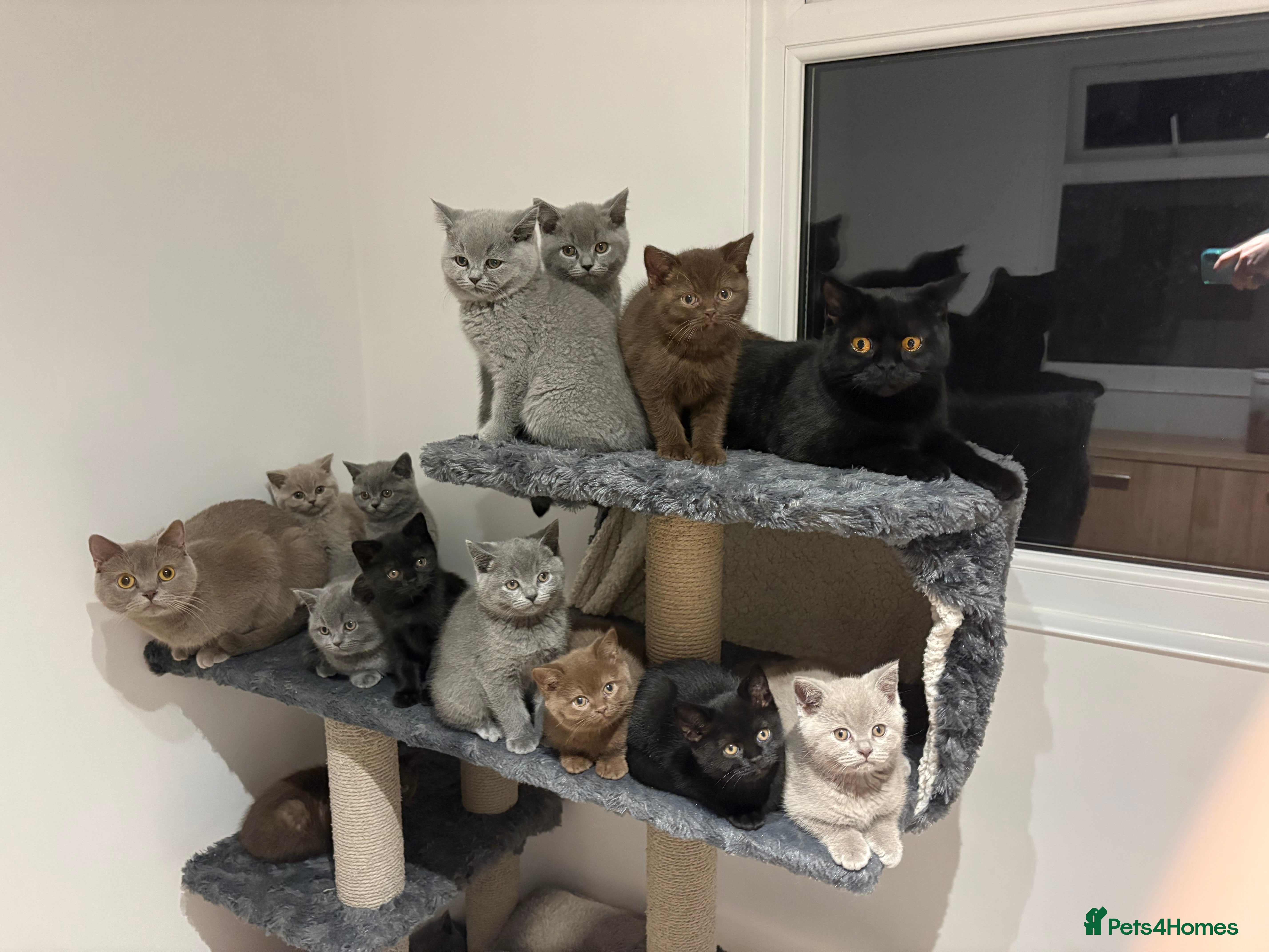 British Shorthair cats CHOCOLATE ANDBLUE GIRL GCCF British shorthair  - Advert 10