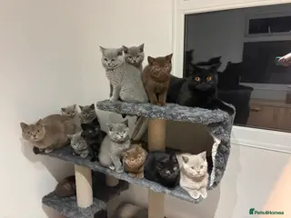 British Shorthair cats Ready NOW !🫶BLUE FEMALE GIRL GCCF registered 😻 - Advert 3