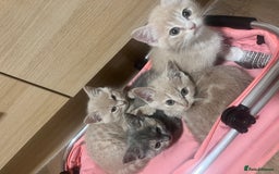 Mixed Breed cats for sale: Ready now 4 girls - Image 2