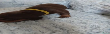 Dachshund Puppy 2