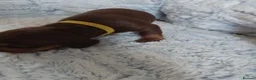 Dachshund dogs for sale: Bella - Advert 6