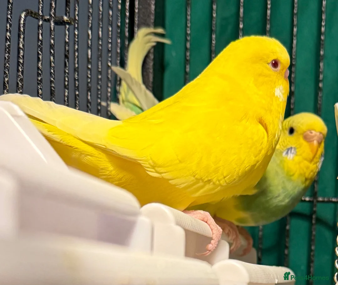 Budgerigars birds for sale: • Bonded pair — male & female young runcorn   ✅ - Advert 2