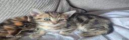 Mixed Breed cats for sale: 🐾 Beautiful Kittens Looking for Loving Homes 🐾 in Willenhall - Advert 7
