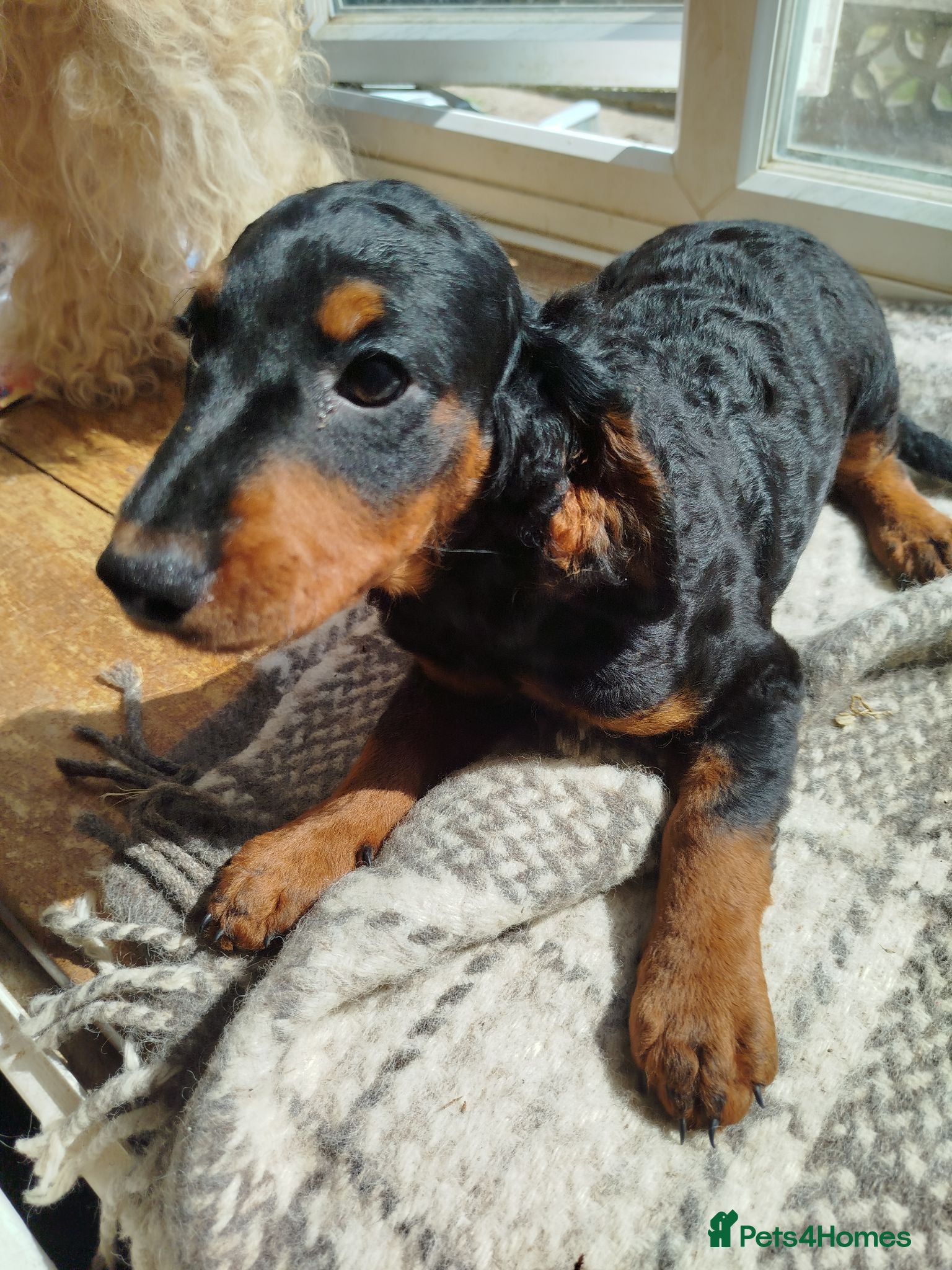 Cockapoo dogs  Cockerpoo f2 Ready to leave (3 girls+2 boys - Advert 1
