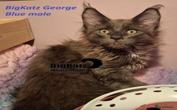 Maine Coon cats for sale: Stunning litter of Maine Coons - ready now! - Image 3