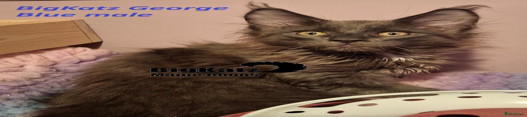 BigKatz George