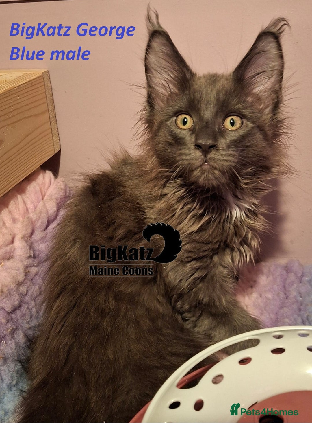Maine Coon cats for sale: Stunning litter of Maine Coons - ready now! - Image 3