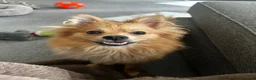 Pomeranian dogs for sale: Panko  in Harlow - Advert 2