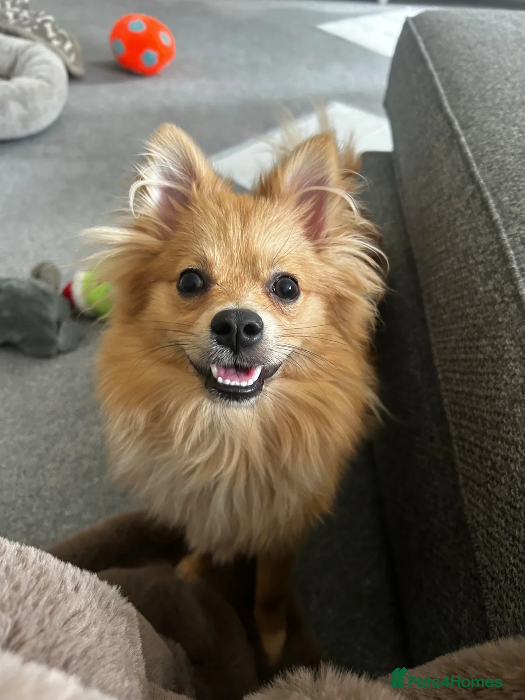 Pomeranian dogs for sale: Panko  in Harlow - Advert 2