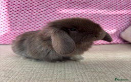 Mini Lop rabbits for sale: Beautiful mini lop kits  - Image 4