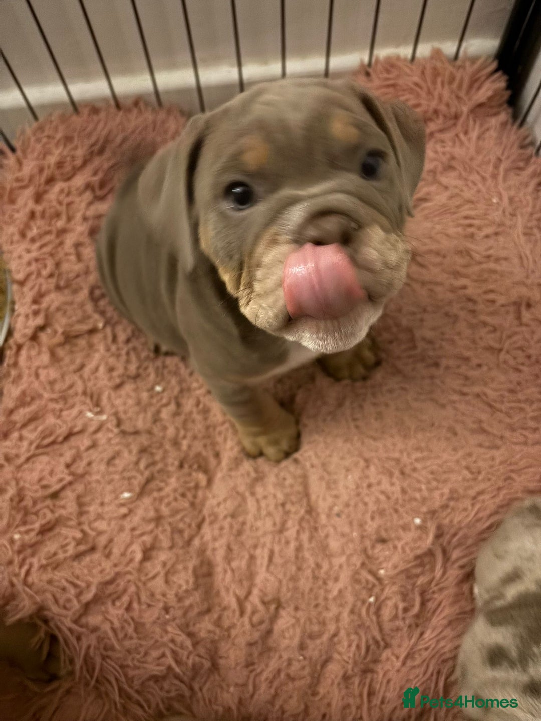 Mixed Breed dogs for sale: ✨ CHARLIE’S ANGELS – BULLDOG GIRLS ✨ - Image 12