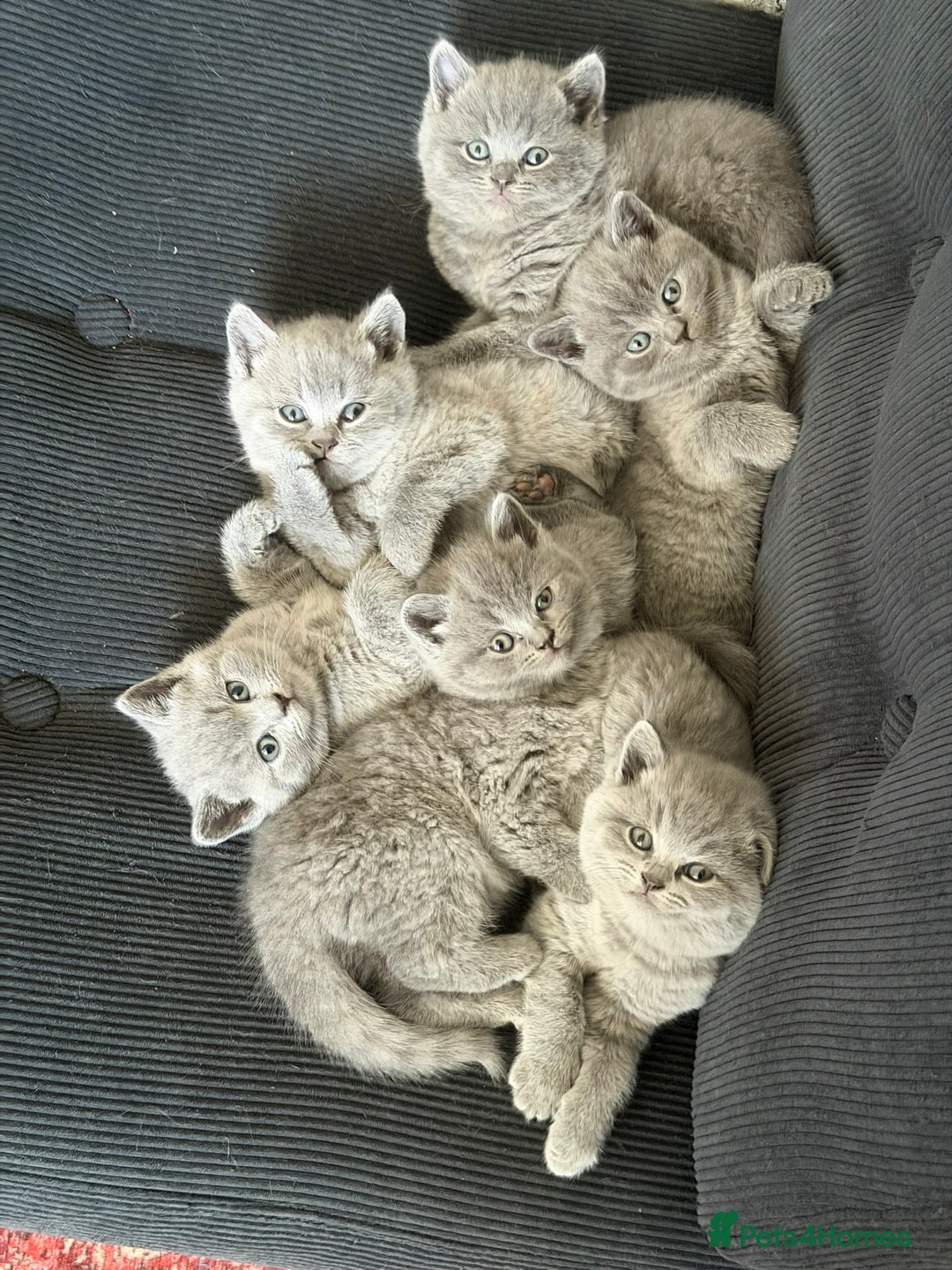 British Shorthair cats for sale: 🐾 British Shorthair × Scottish Straight Kittens - Advert 25
