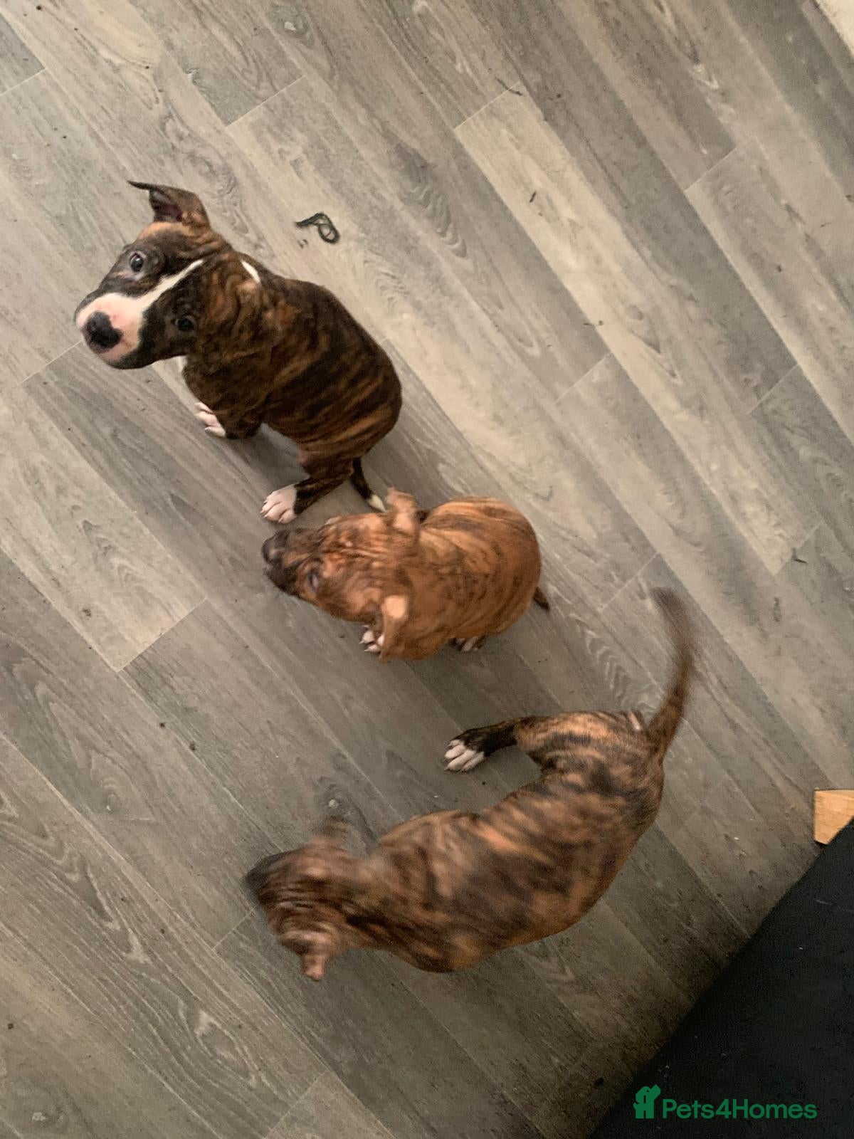 Staffordshire Bull Terrier dogs Two female small dogs and one male small dogs. - Advert 12