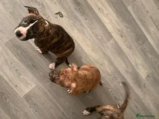 Staffordshire Bull Terrier dogs Two female small dogs and one male small dogs. - Advert 12
