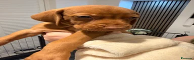 Hungarian Vizsla 7