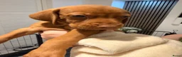 Hungarian Vizsla dogs for sale: Exceptional Hungarian Vizsla Puppies - Advert 9