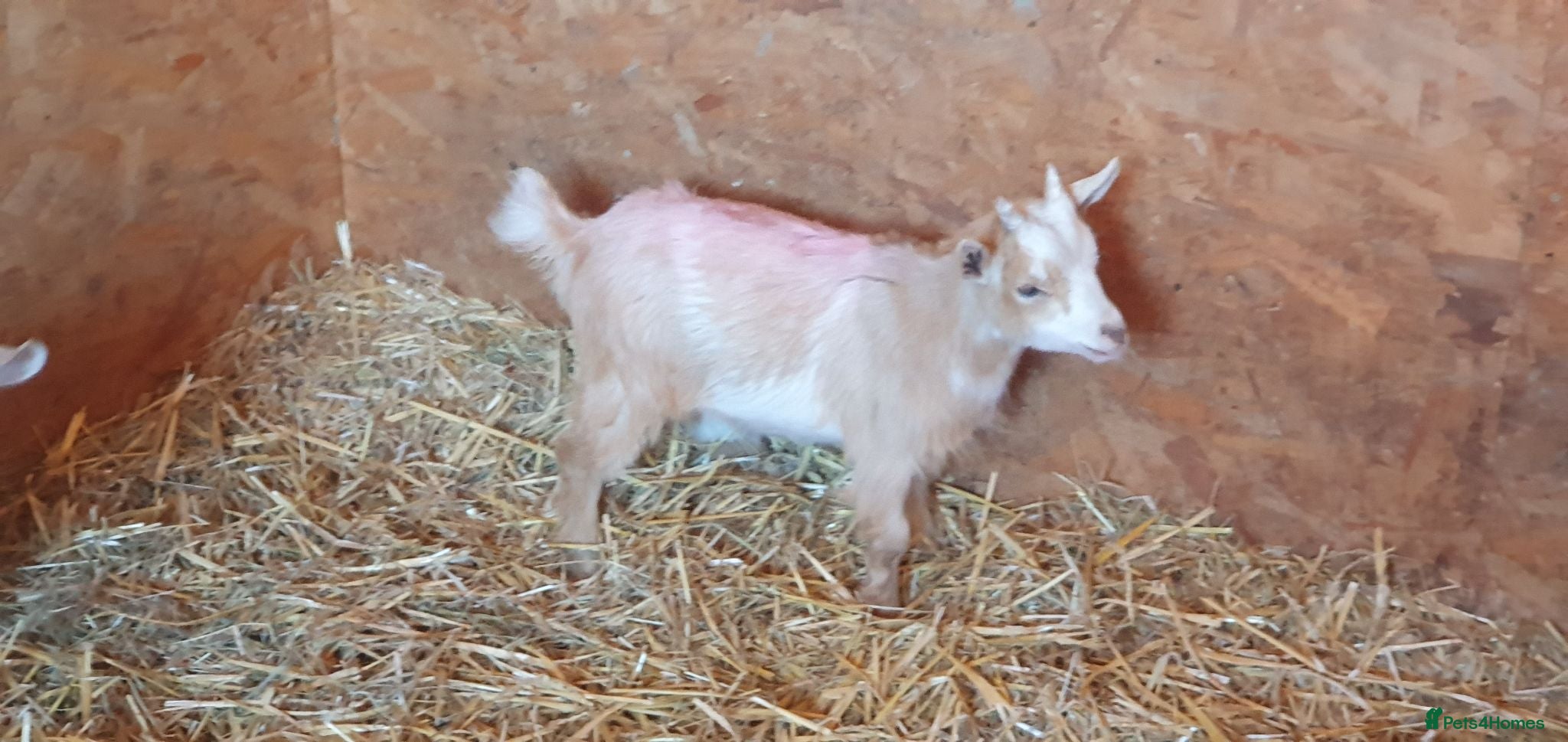 Goats livestock Lovely pygmy goats 🐐  - Advert 2