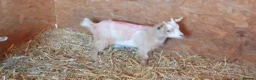 Goats livestock for sale: Lovely pygmy goats 🐐  - Advert 2