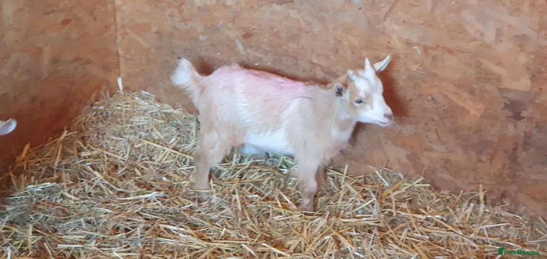 Goats livestock for sale: Lovely pygmy goats 🐐  - Advert 2