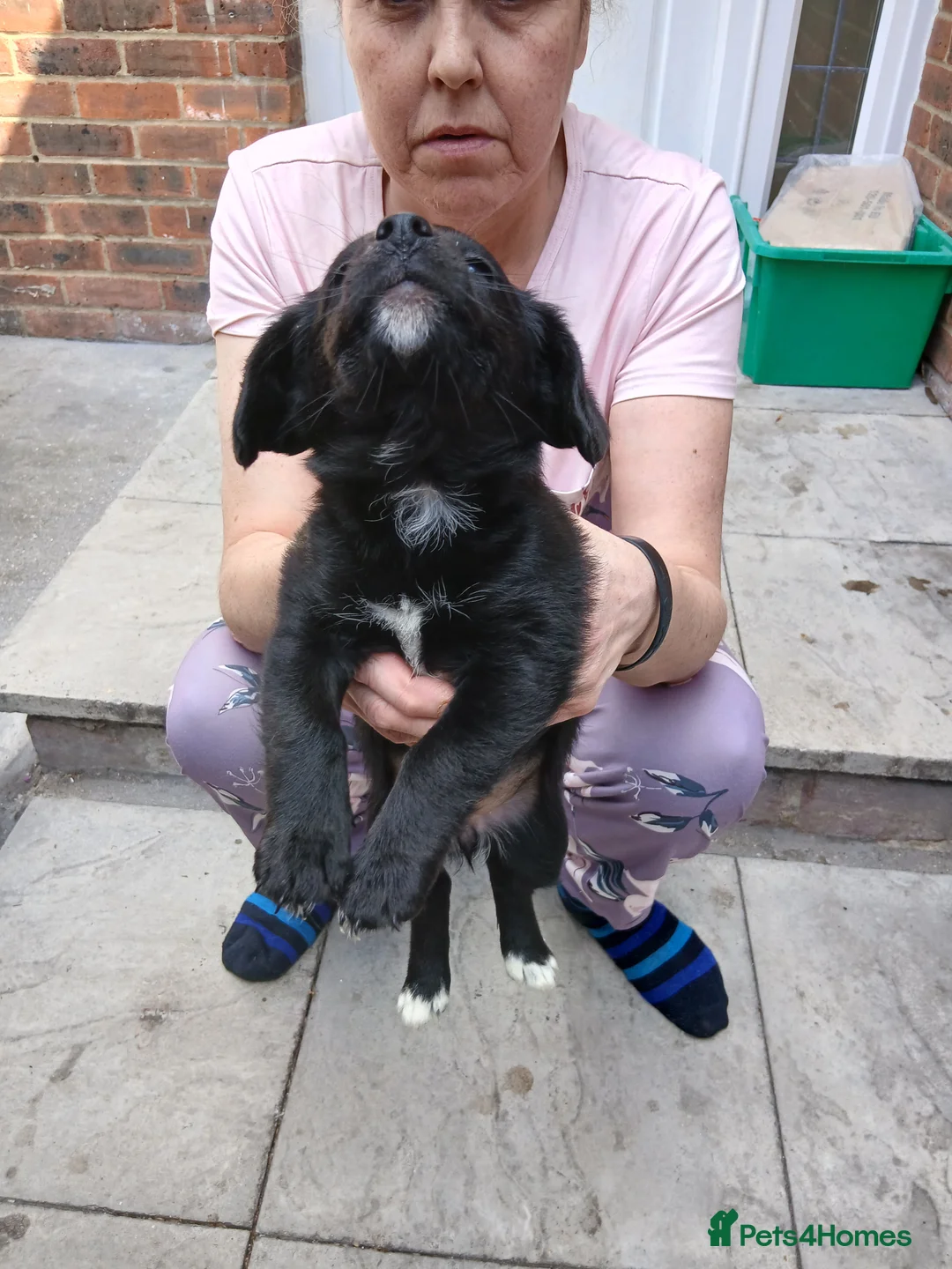 Mixed Breed dogs for sale: Cocapoo puppys in London - Advert 2