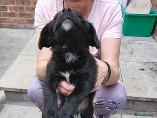 Mixed Breed dogs Cocapoo puppys - Advert 7