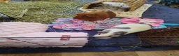 Guinea Pig rodents for sale: LOOKING FOR A LOVING FOREVER HOME  - Advert 1
